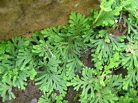 Selaginella imbricata2-t.JPG